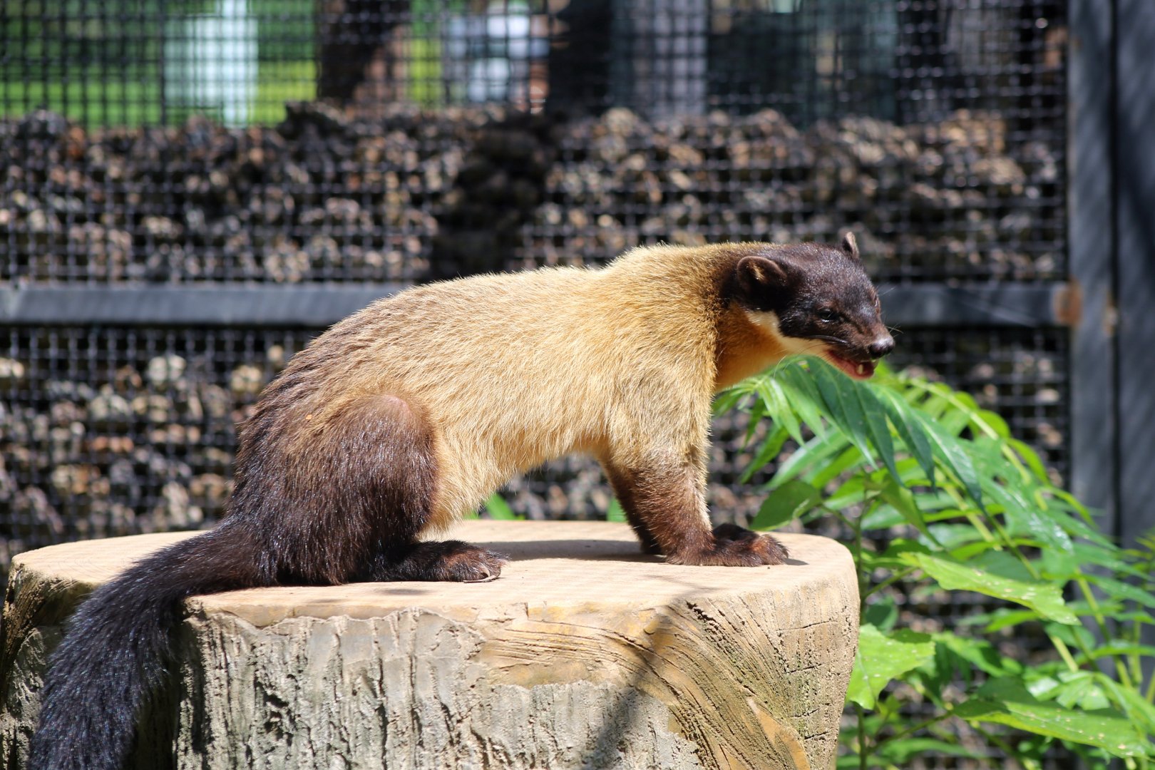 Yellow-throated Marten