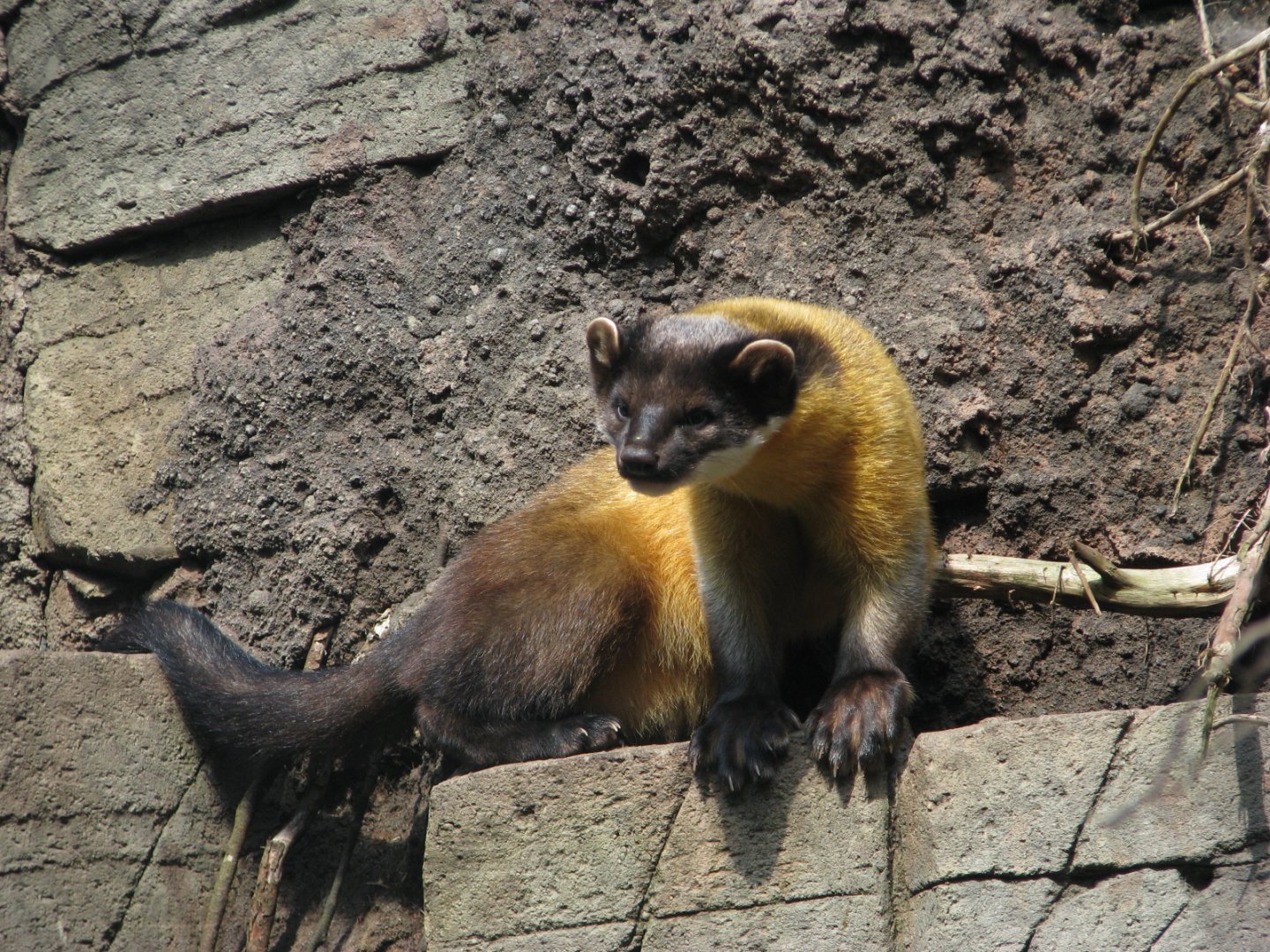 Yellow-throated marten