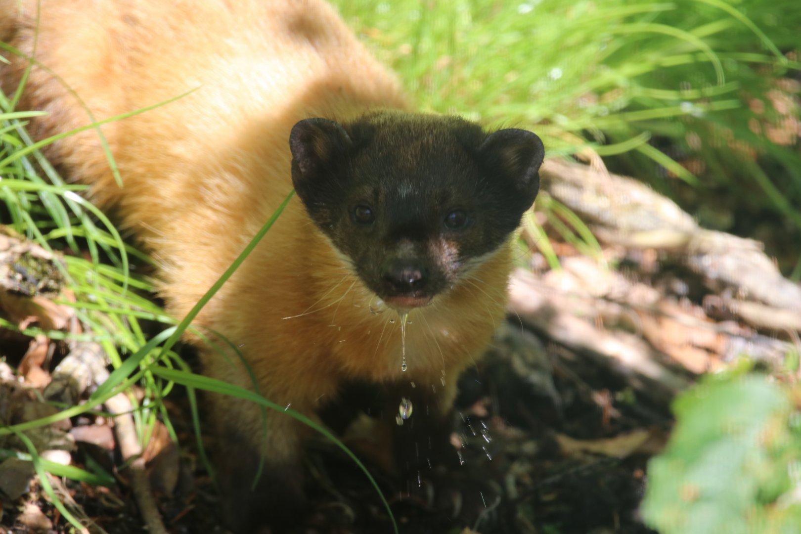 Yellow-throated marten