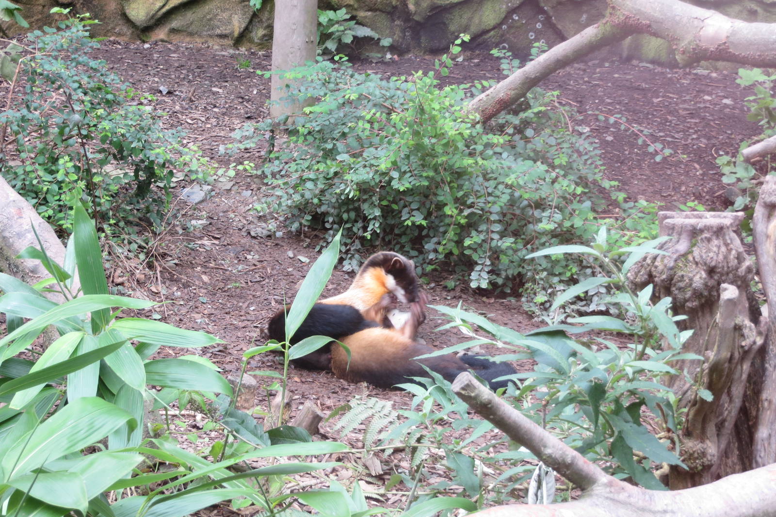 Yellow-throated Martens 090815