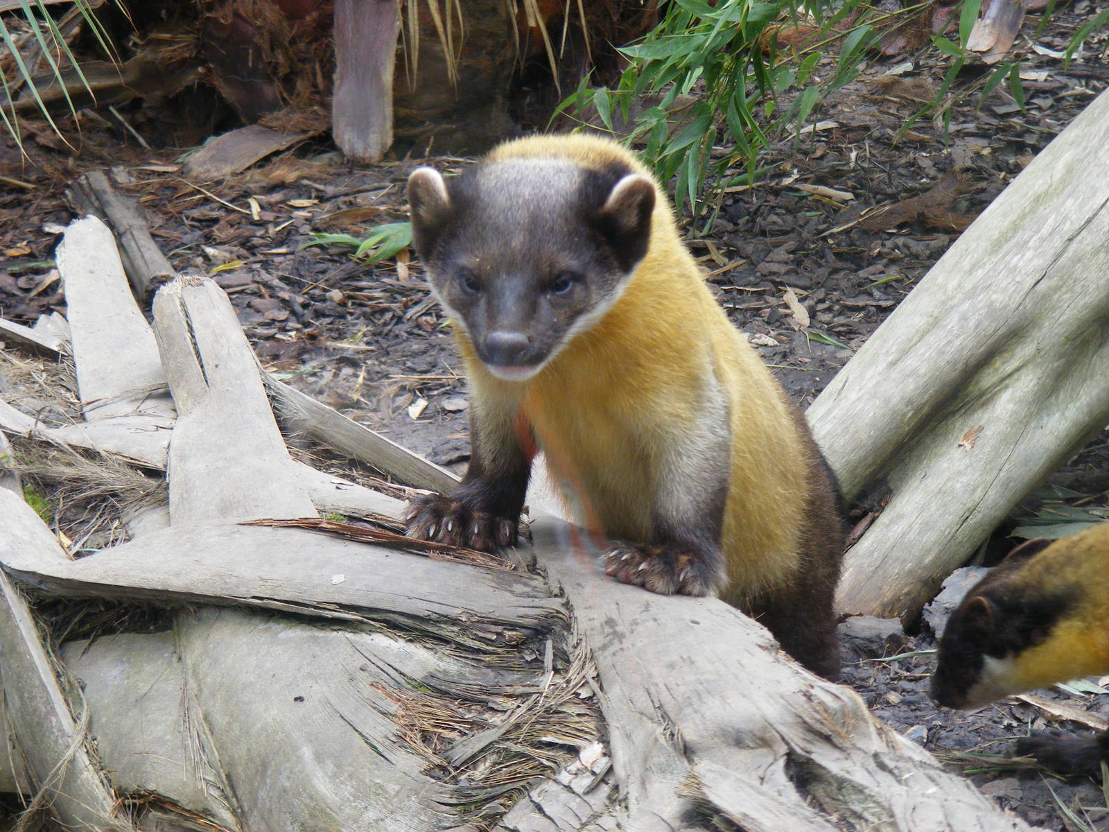 Yellow-throated martens at the RSCC, 4 September 2011