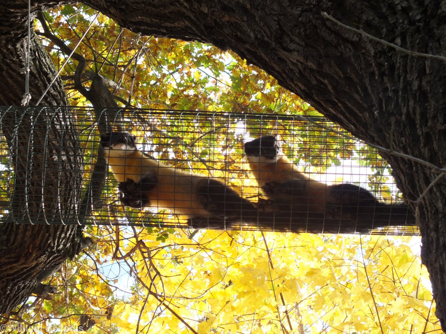 Yellow-throated Martens in Overhead Passageway