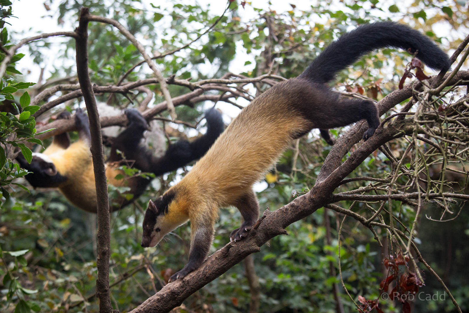 Yellow-throated martens : Twycross : 19 Sep 2014
