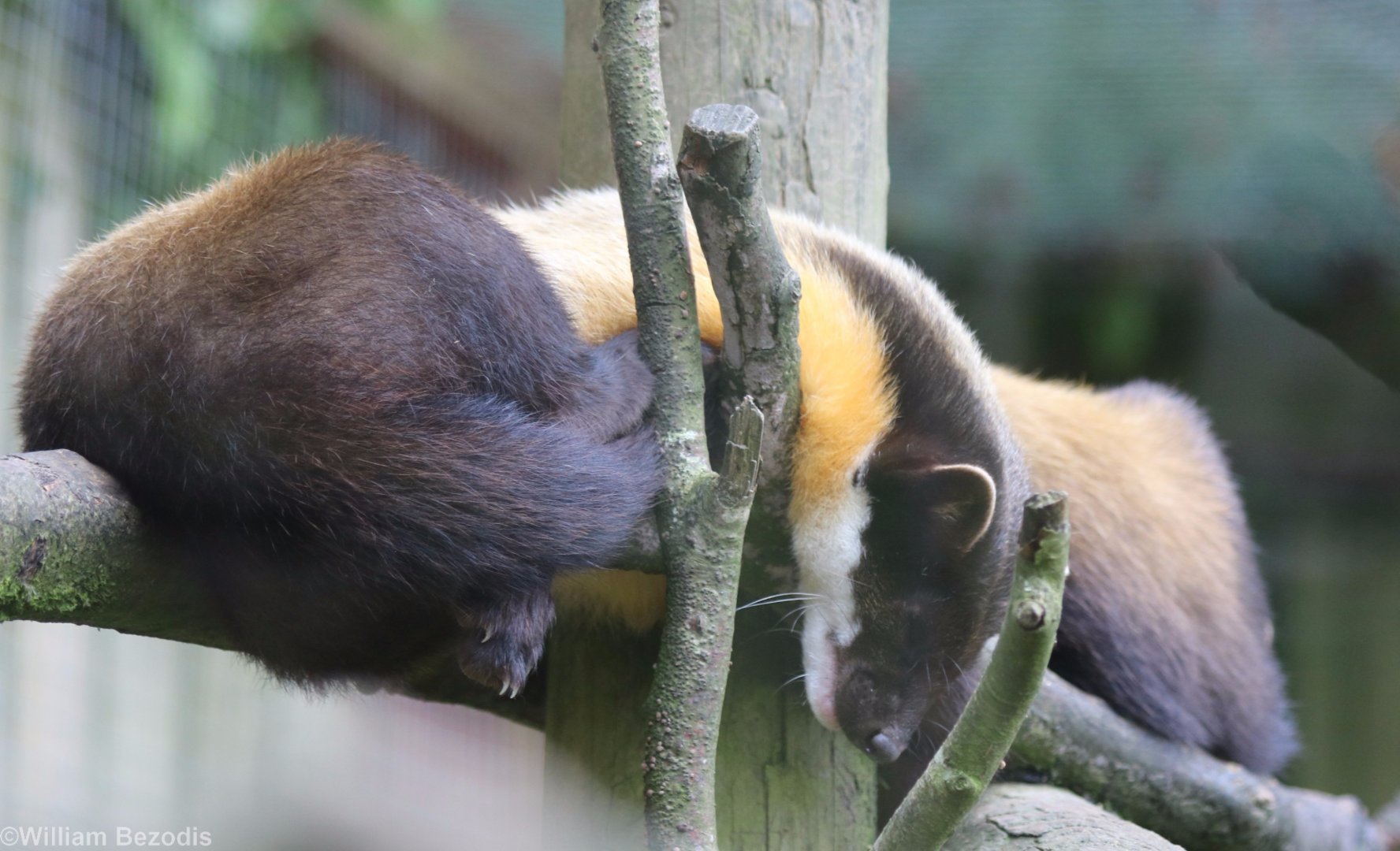 Yellow-throated Martens
