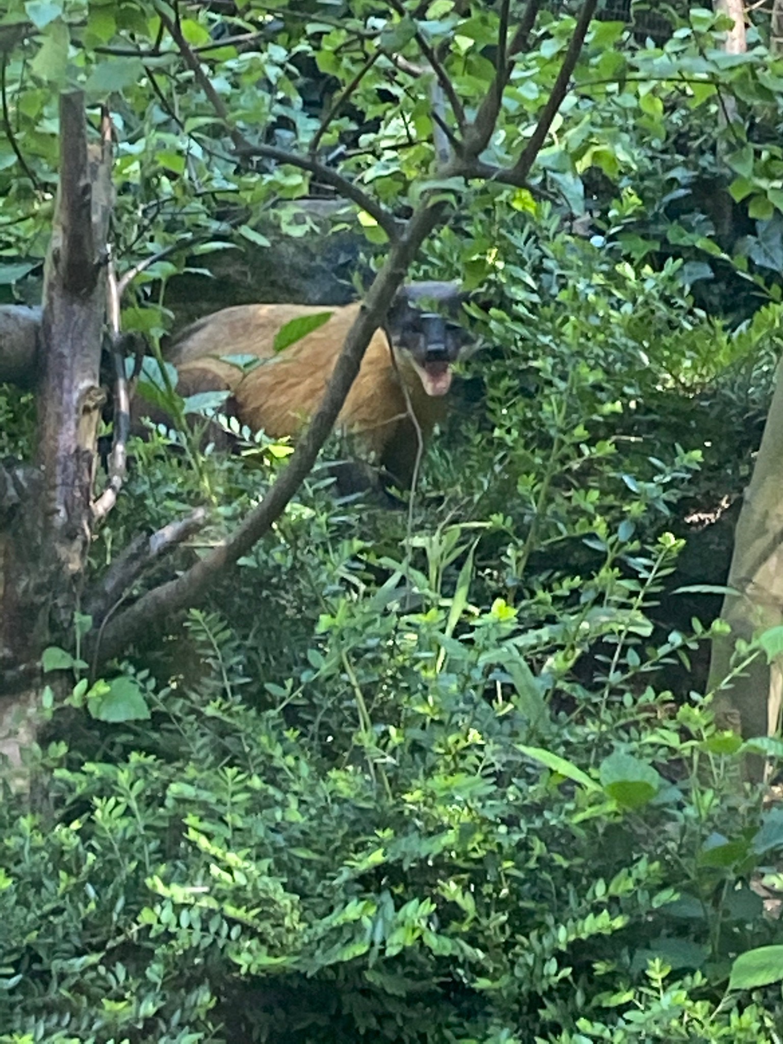 Yellow throated Martin