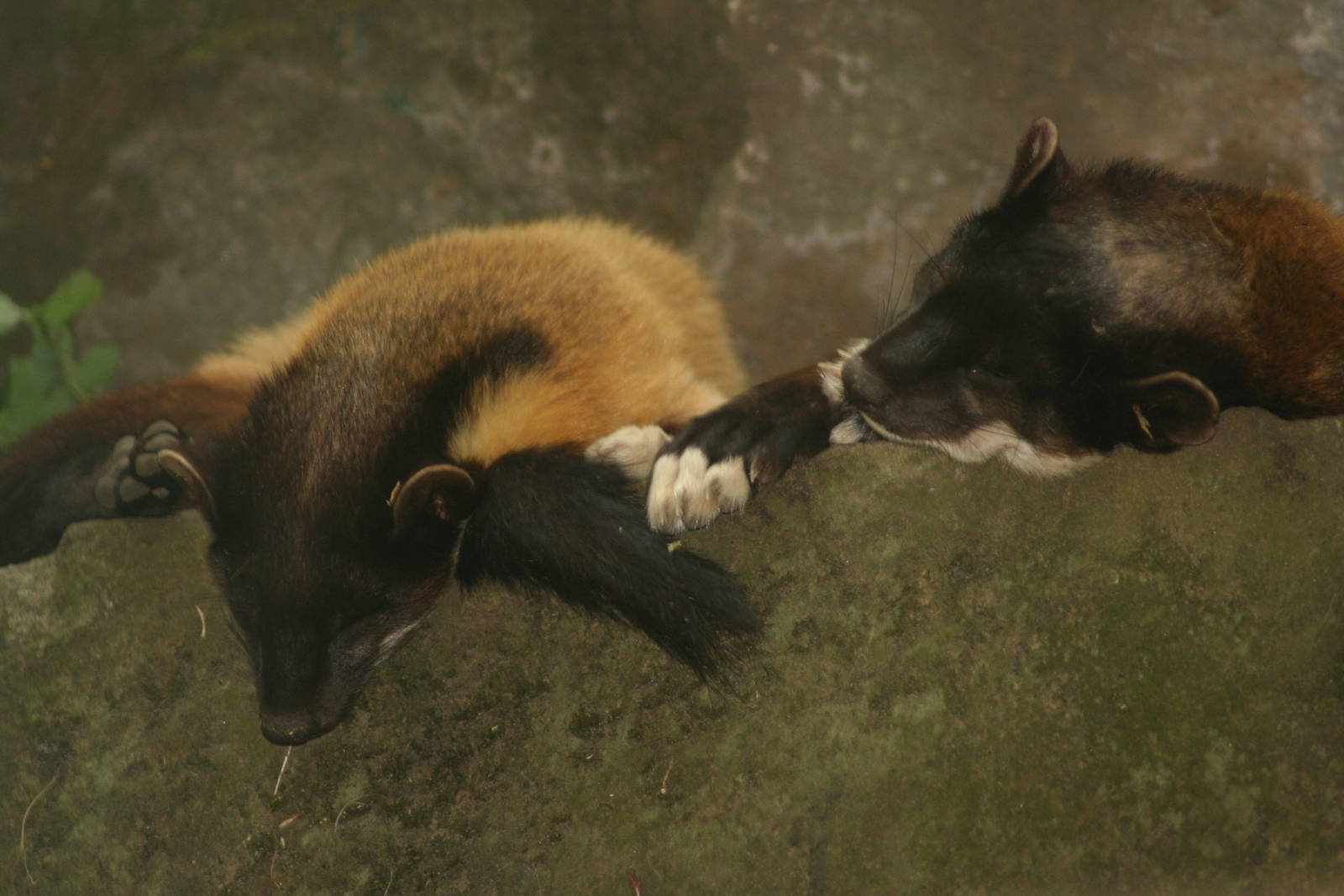 Yellow-throated maten