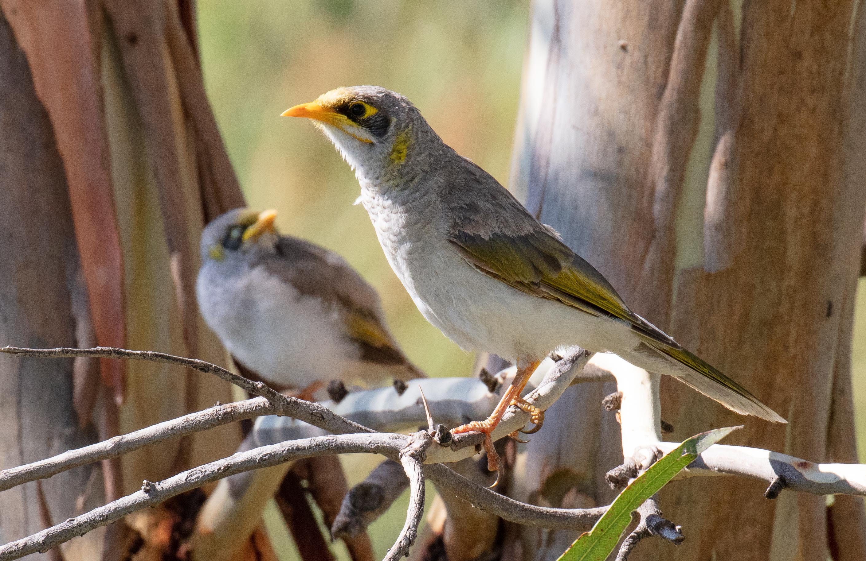 Yellow-throated Miner and chick