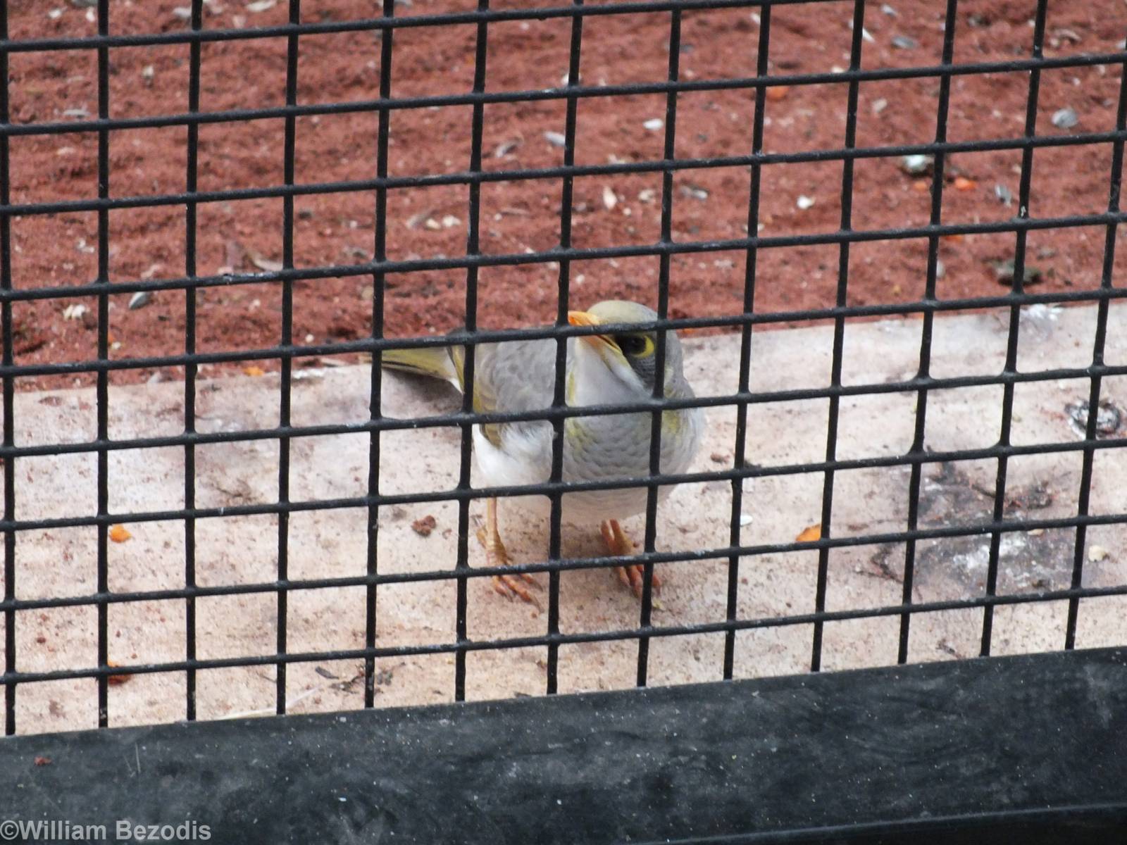 Yellow-throated Miner - Caversham Wildlife Park
