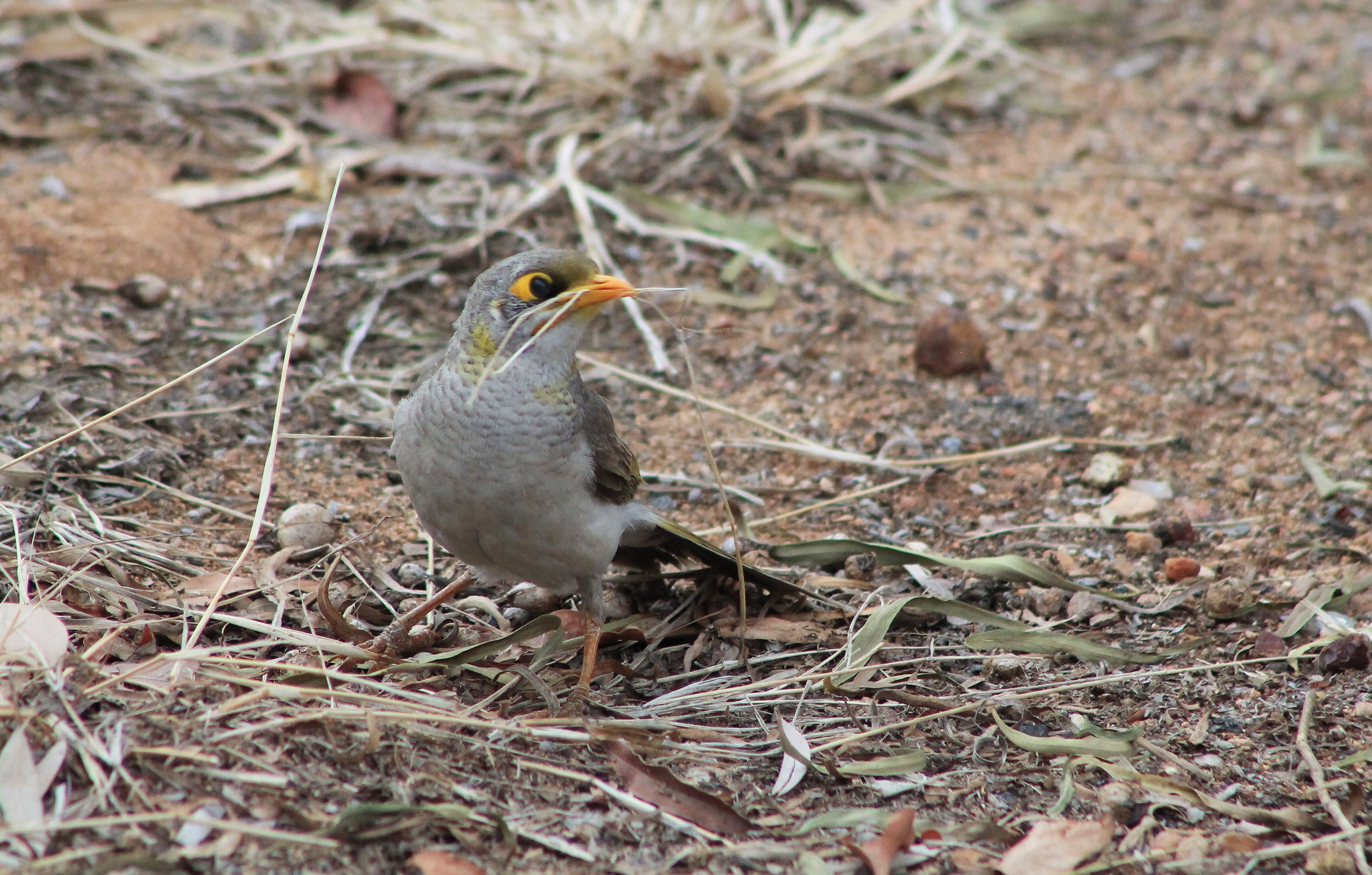 Yellow-throated Miner (Manorina flavigula)