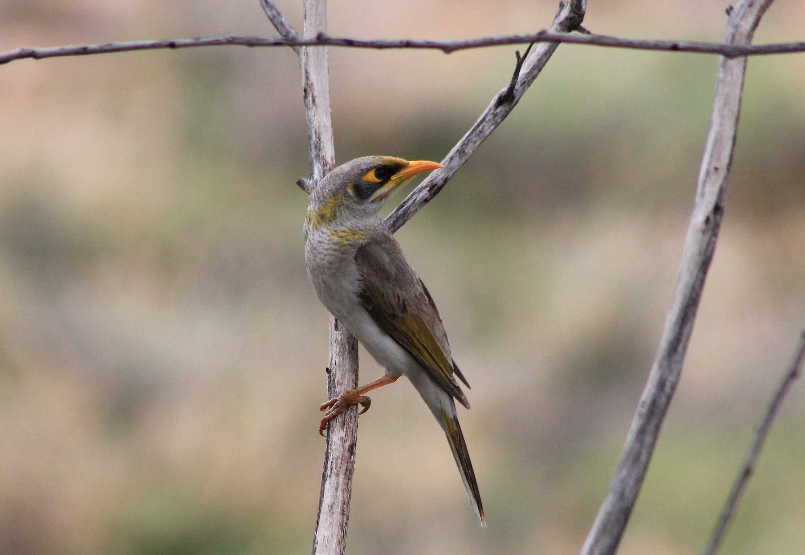 Yellow-throated Miner (Manorina flavigula)