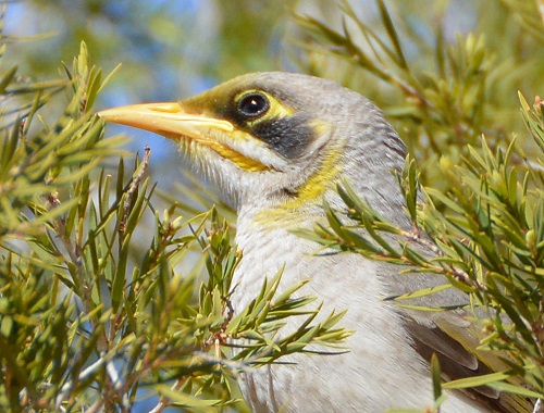 Yellow-throated miner portrait.