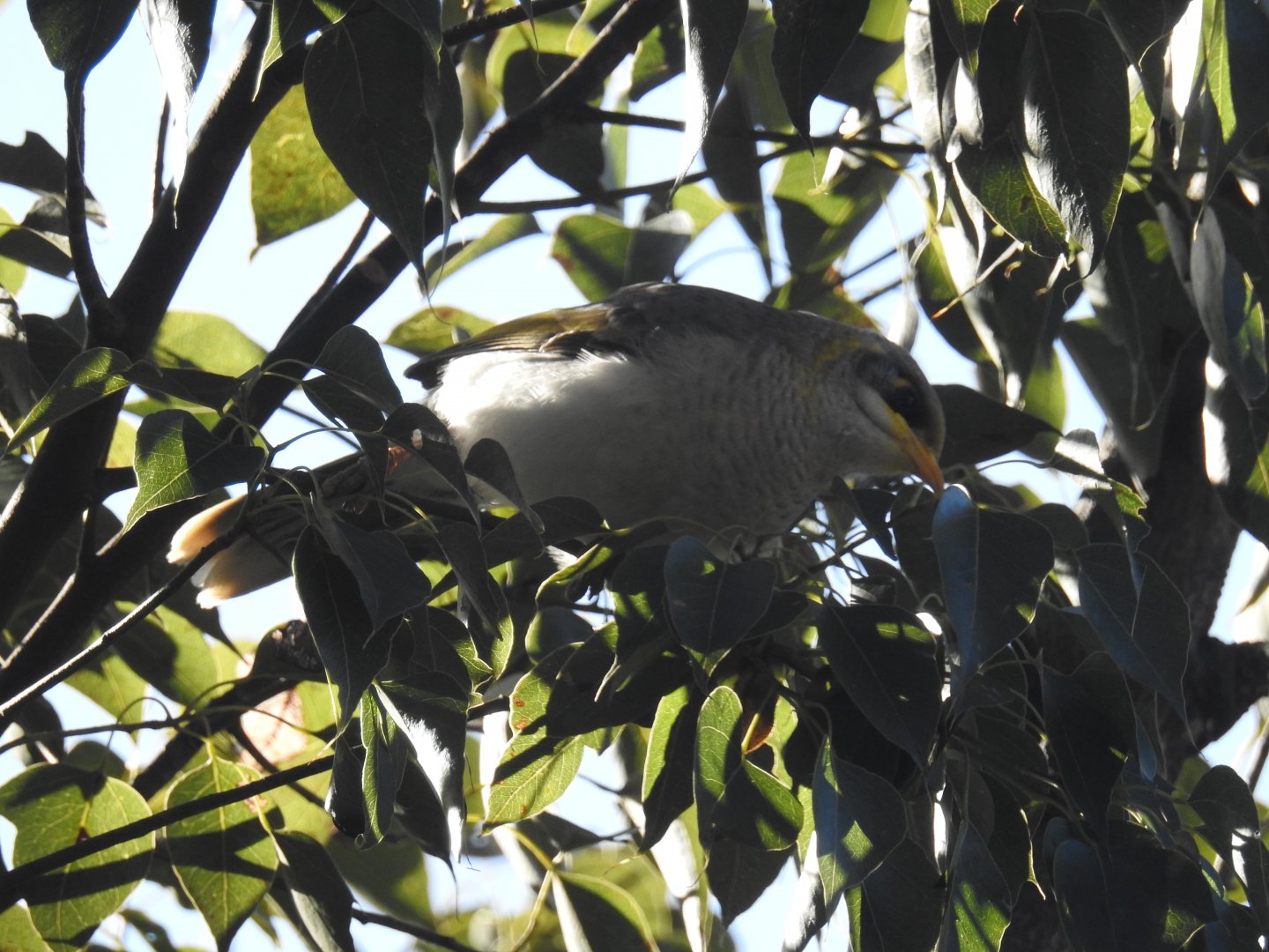 Yellow-Throated Miner (wild)