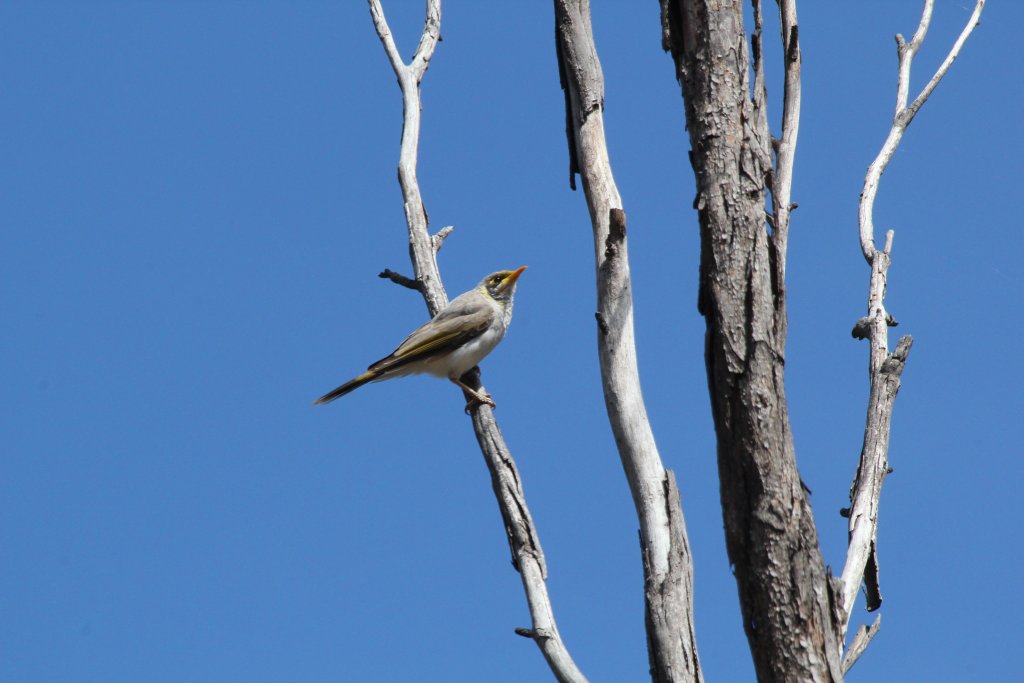 Yellow-throated Miner