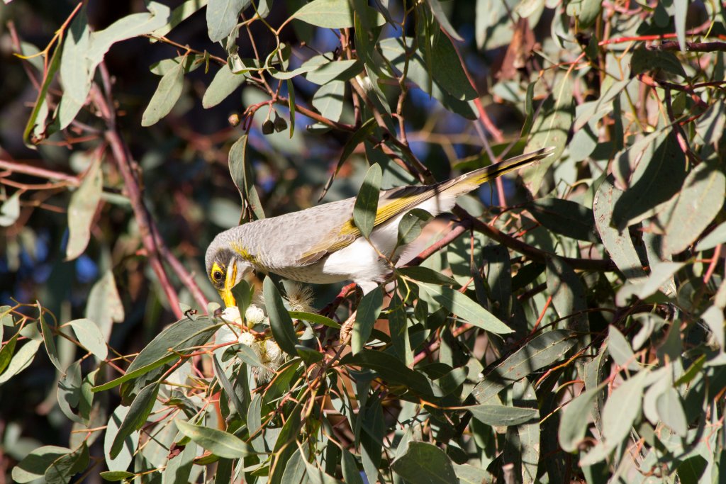 Yellow-throated Miner