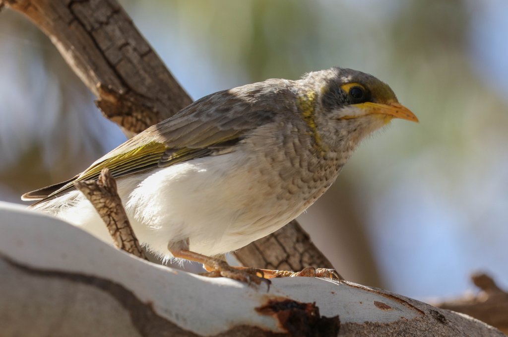 Yellow-throated Miner