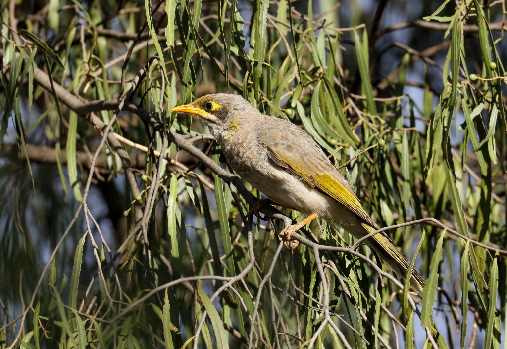 Yellow-throated Miner