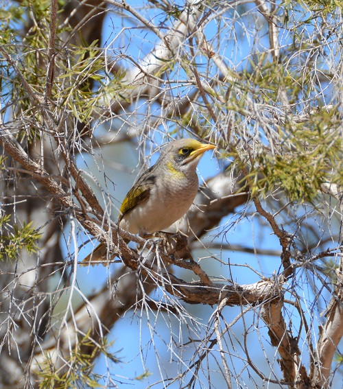 Yellow-throated miner