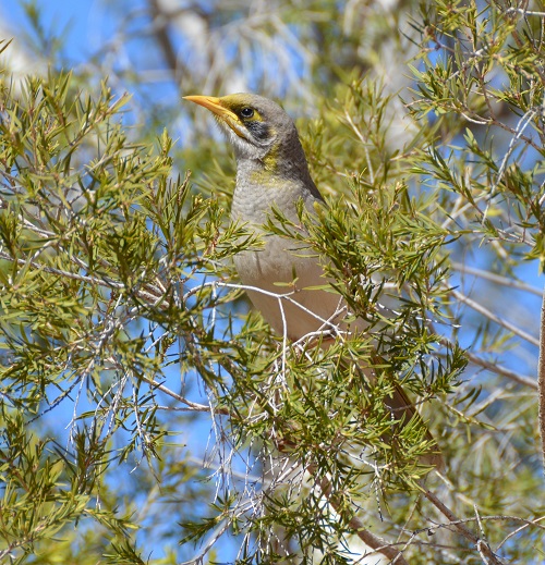 Yellow-throated miner