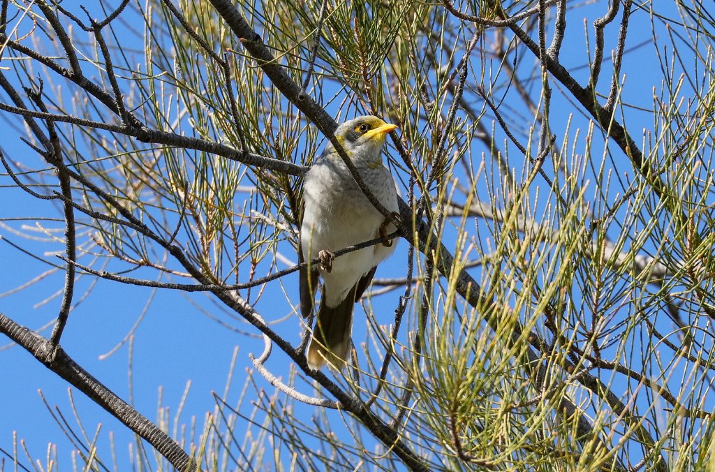 Yellow-throated Miner