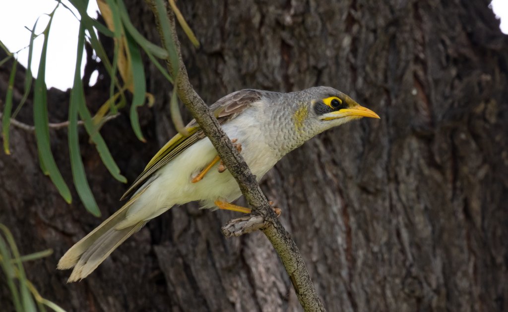 Yellow-throated Miner