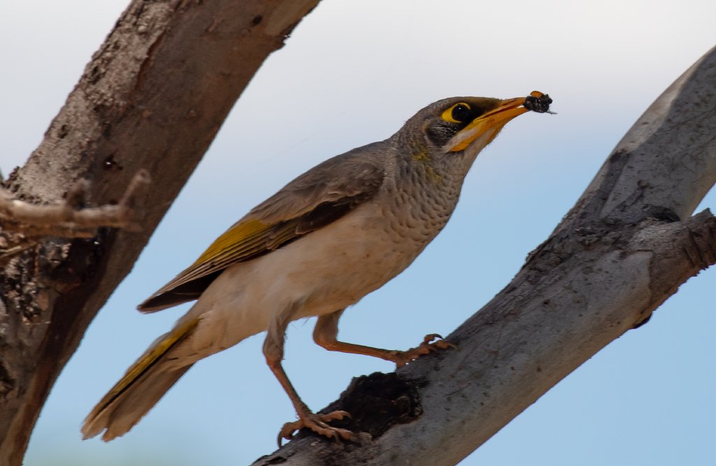 Yellow-throated Miner