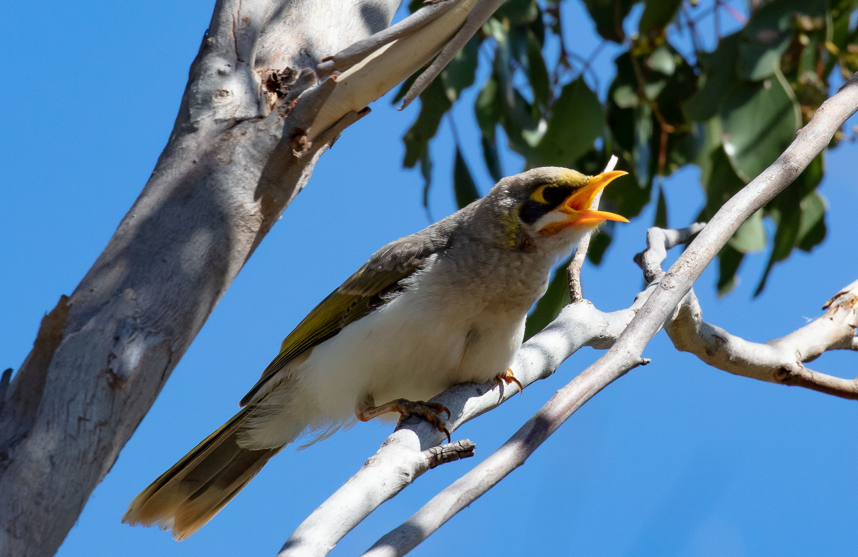 Yellow-throated Miner