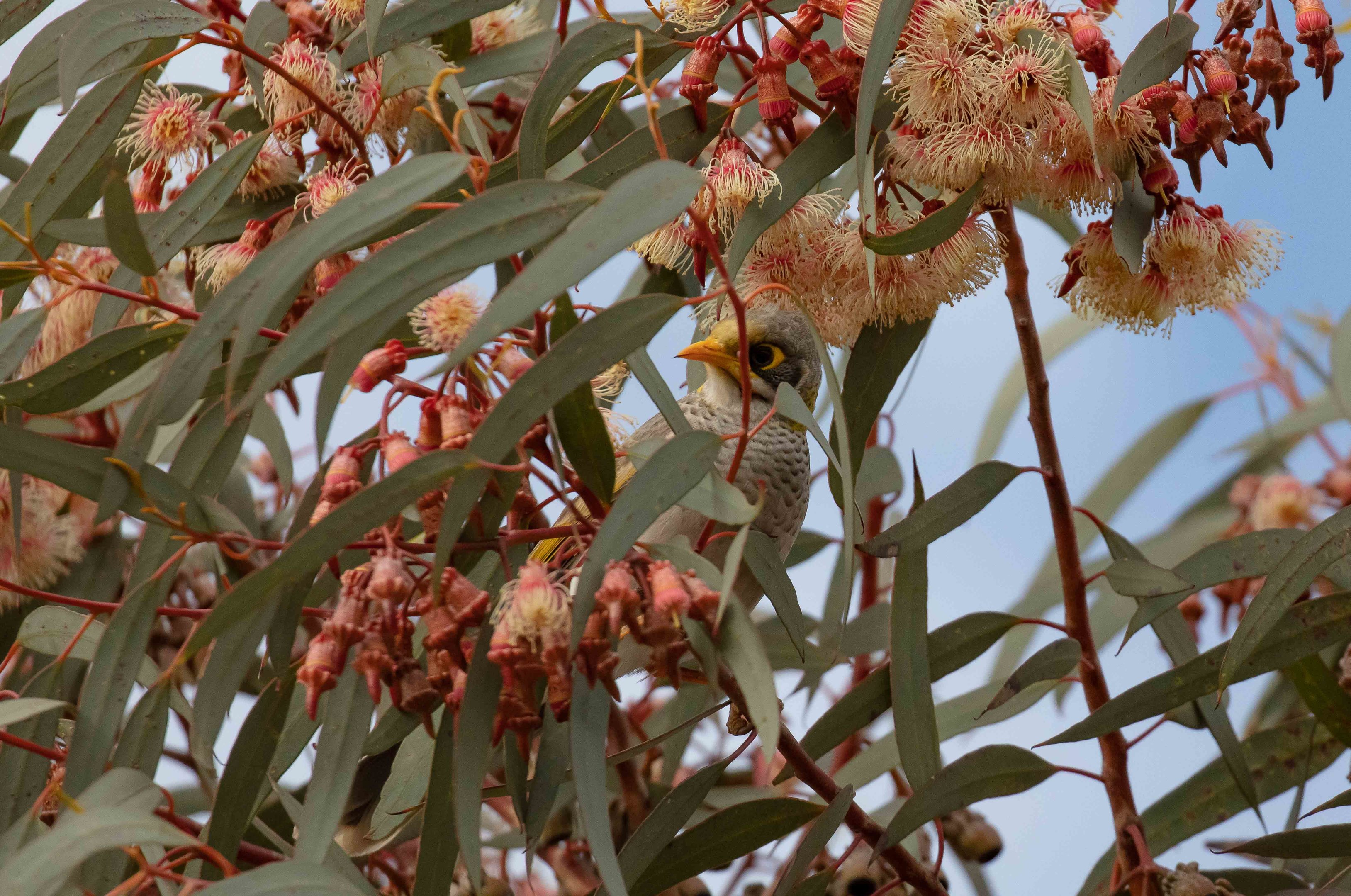 Yellow-throated Miner