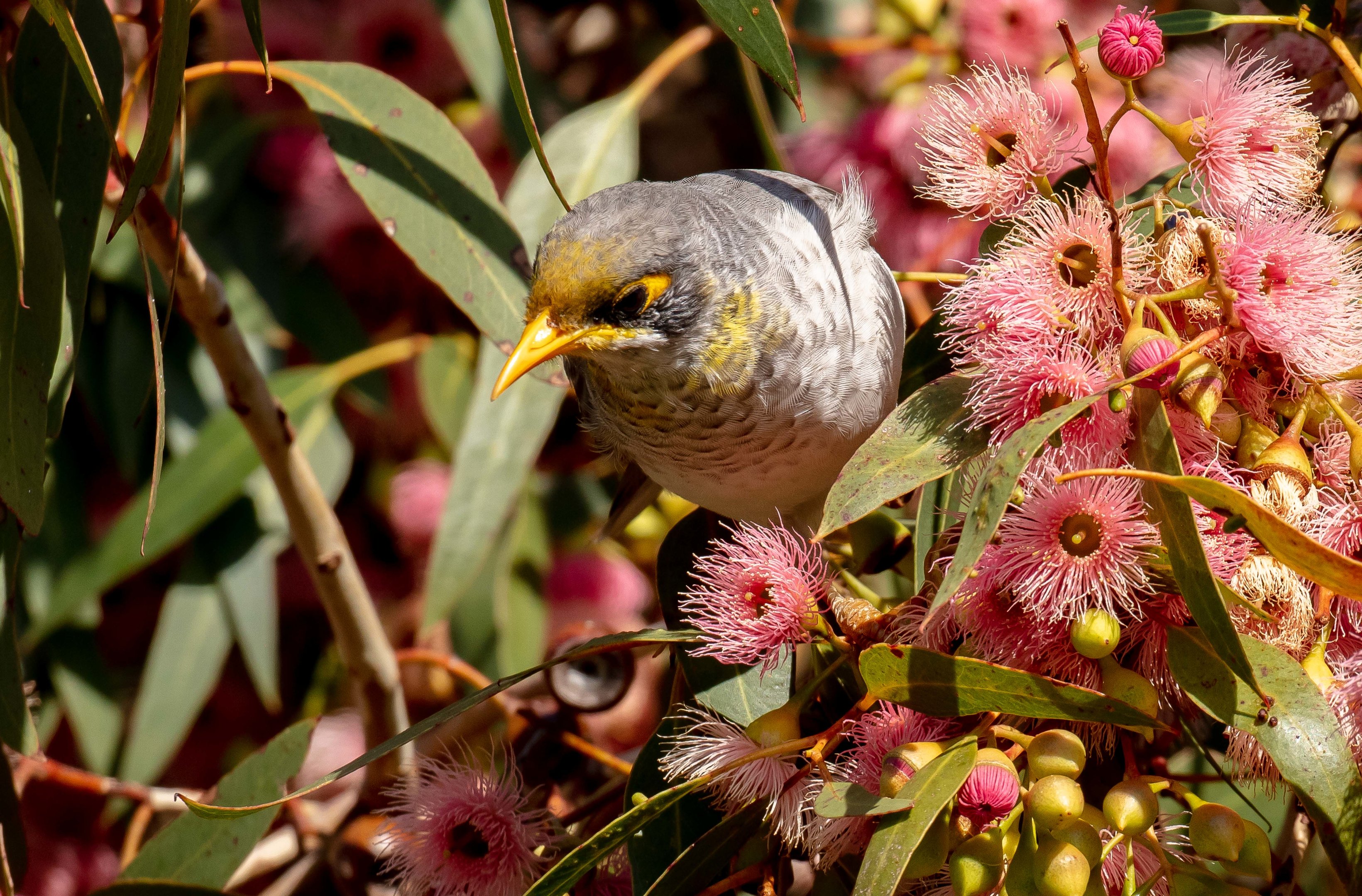 Yellow-throated Miner