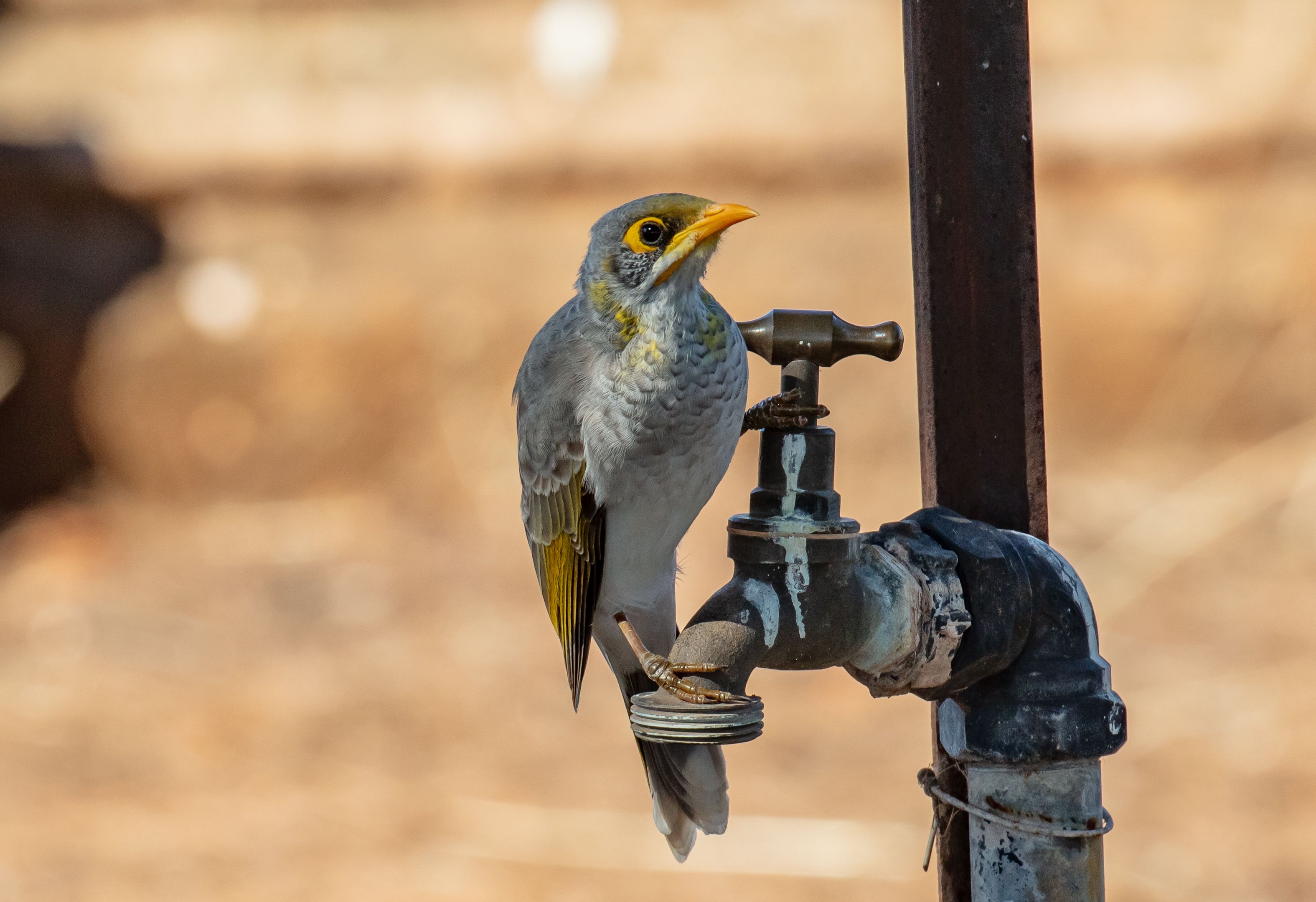 Yellow-throated Miner