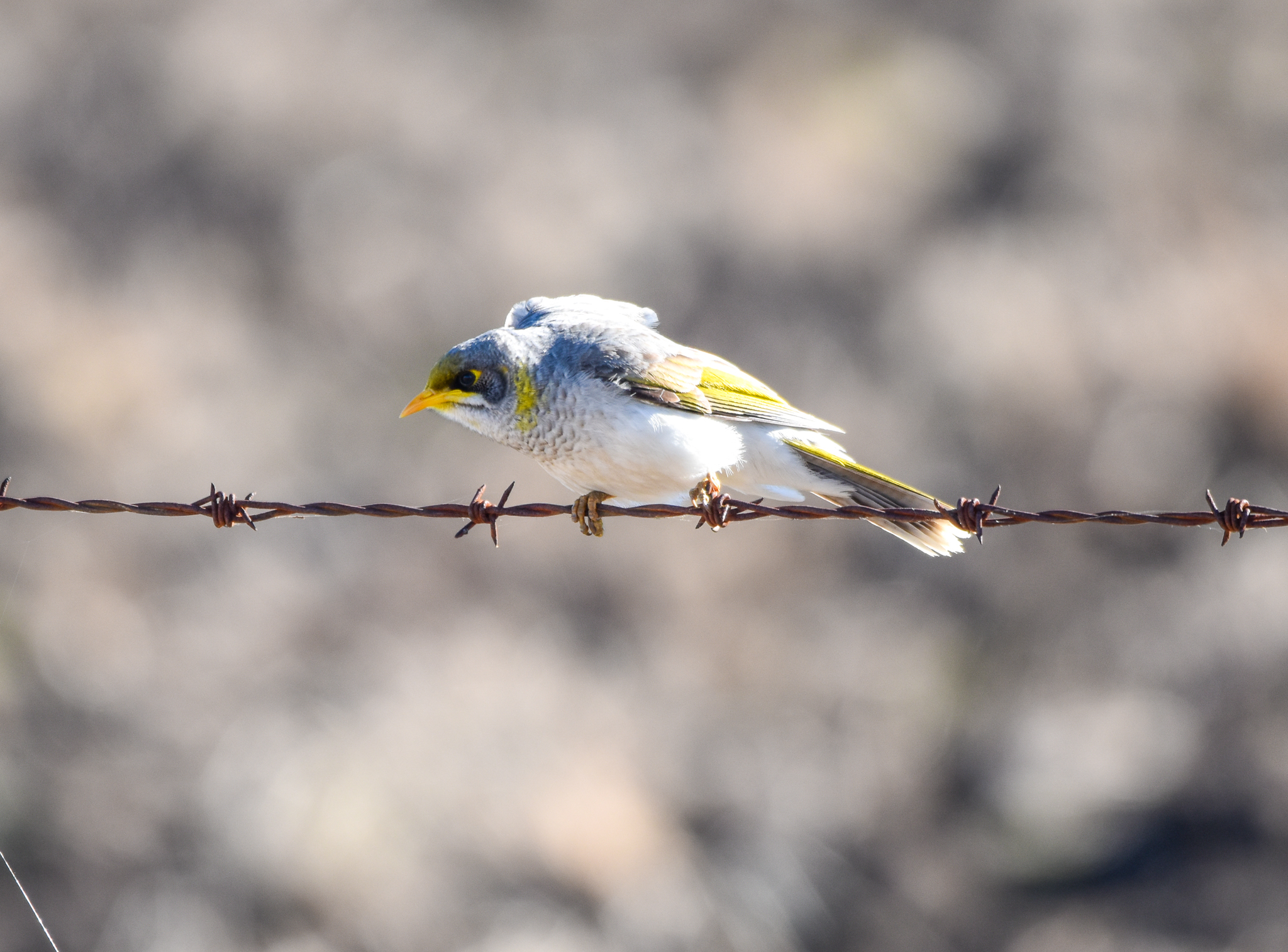 Yellow-throated Miner