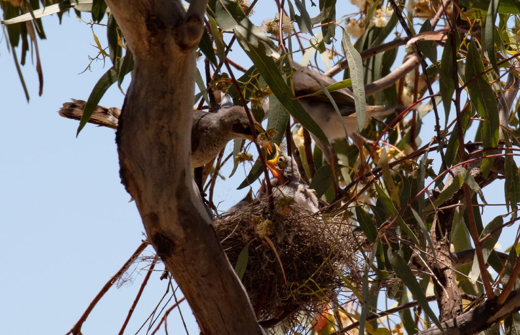 Yellow-throated Miners feeding their young
