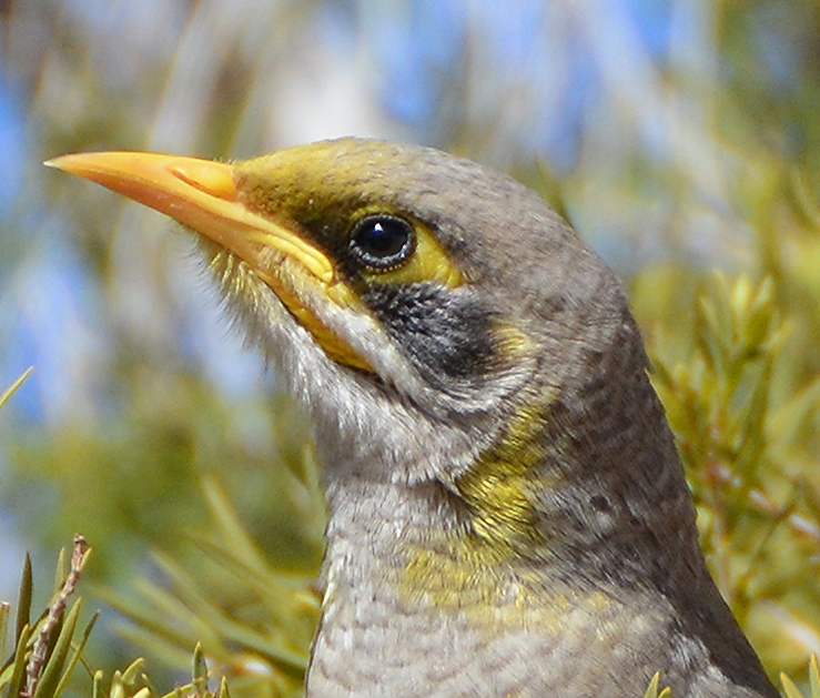 Yellow-throated noisy miner close- up