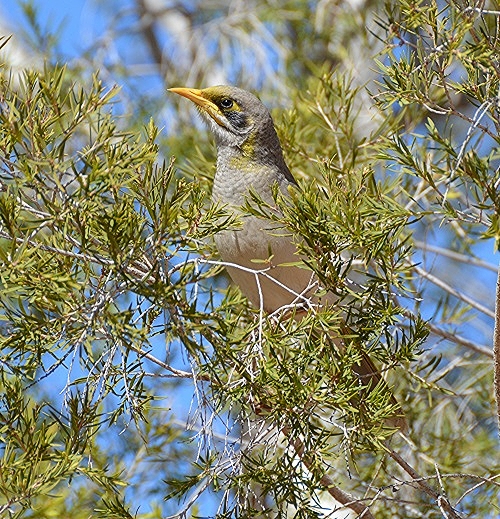 Yellow-throated noisy miner