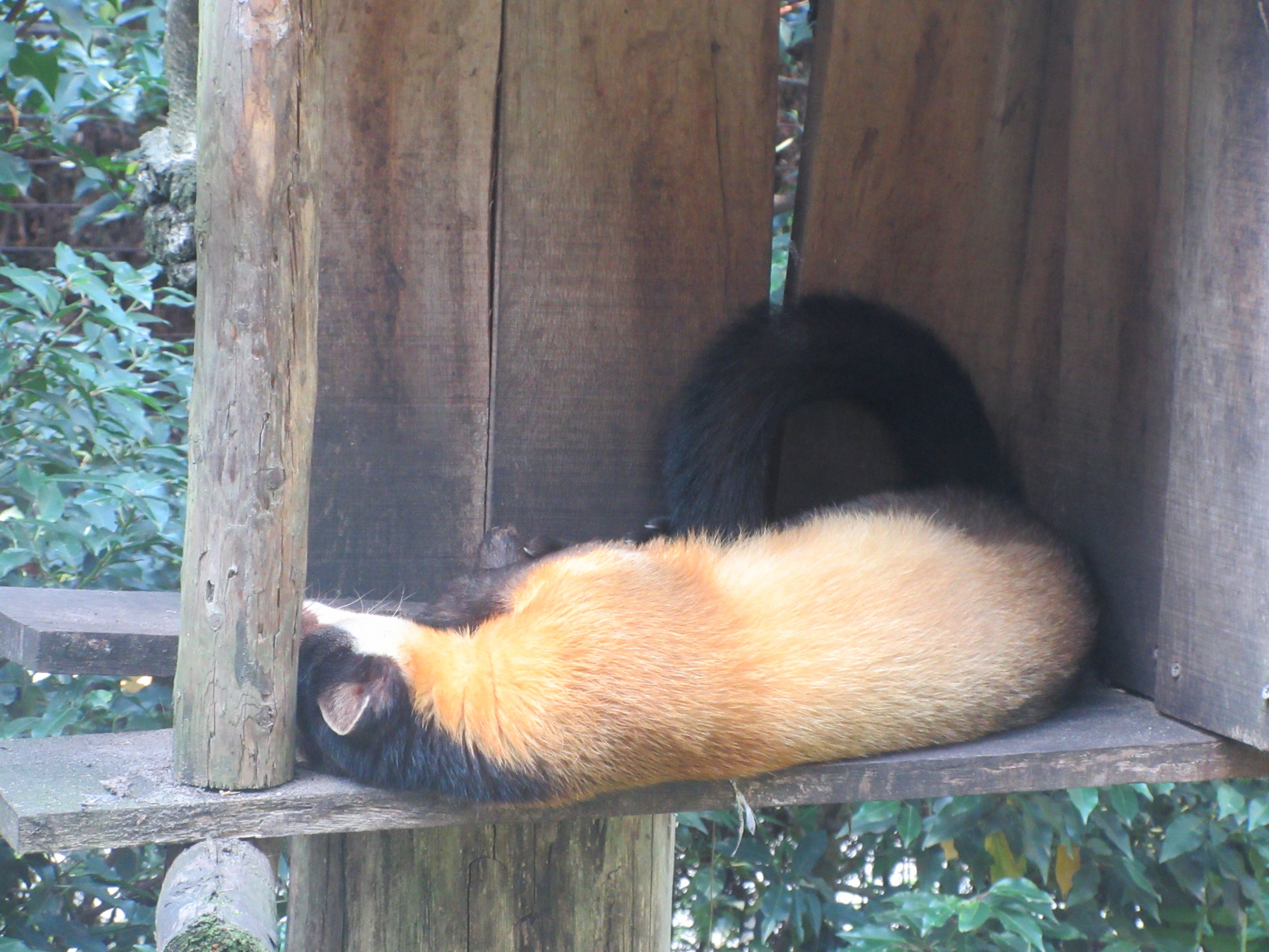Yellow-throated Pine Marten