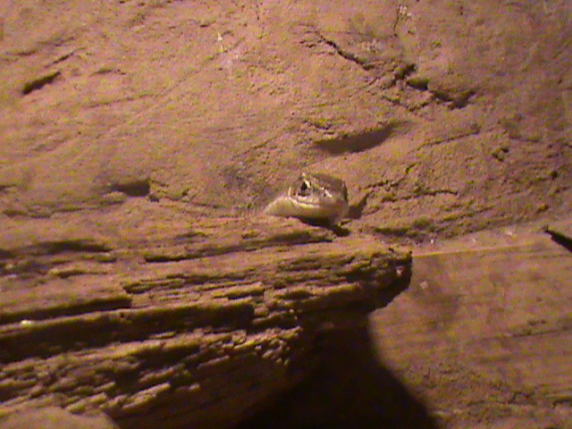 yellow-throated plated lizard 140911