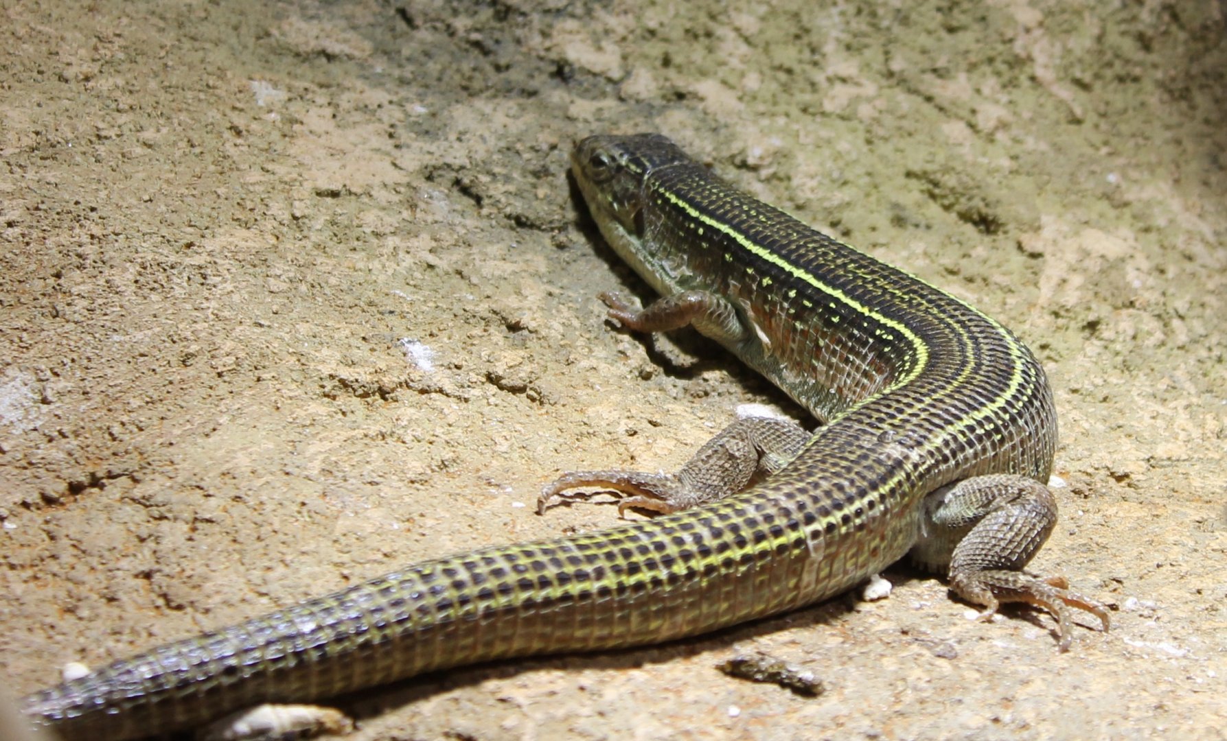 Yellow-throated plated lizard