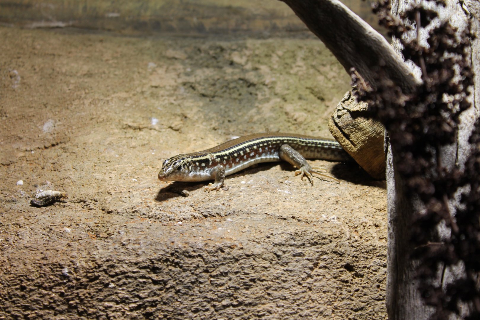 Yellow-throated plated lizard