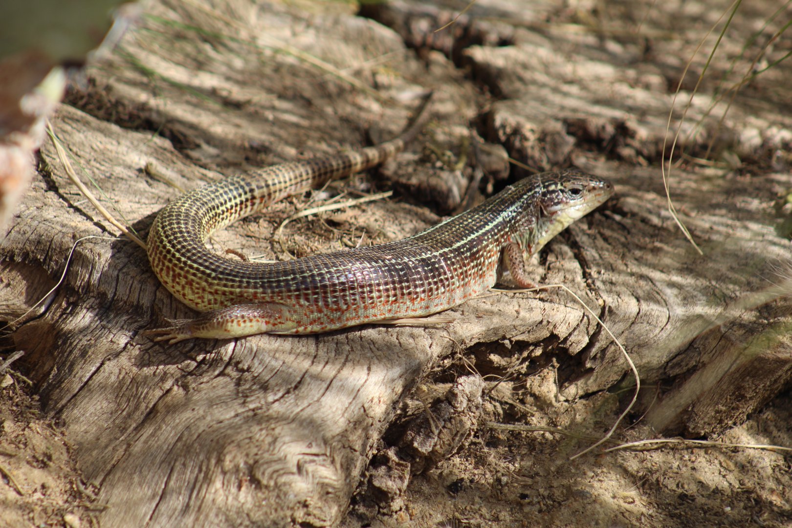 Yellow-Throated Plated Lizard