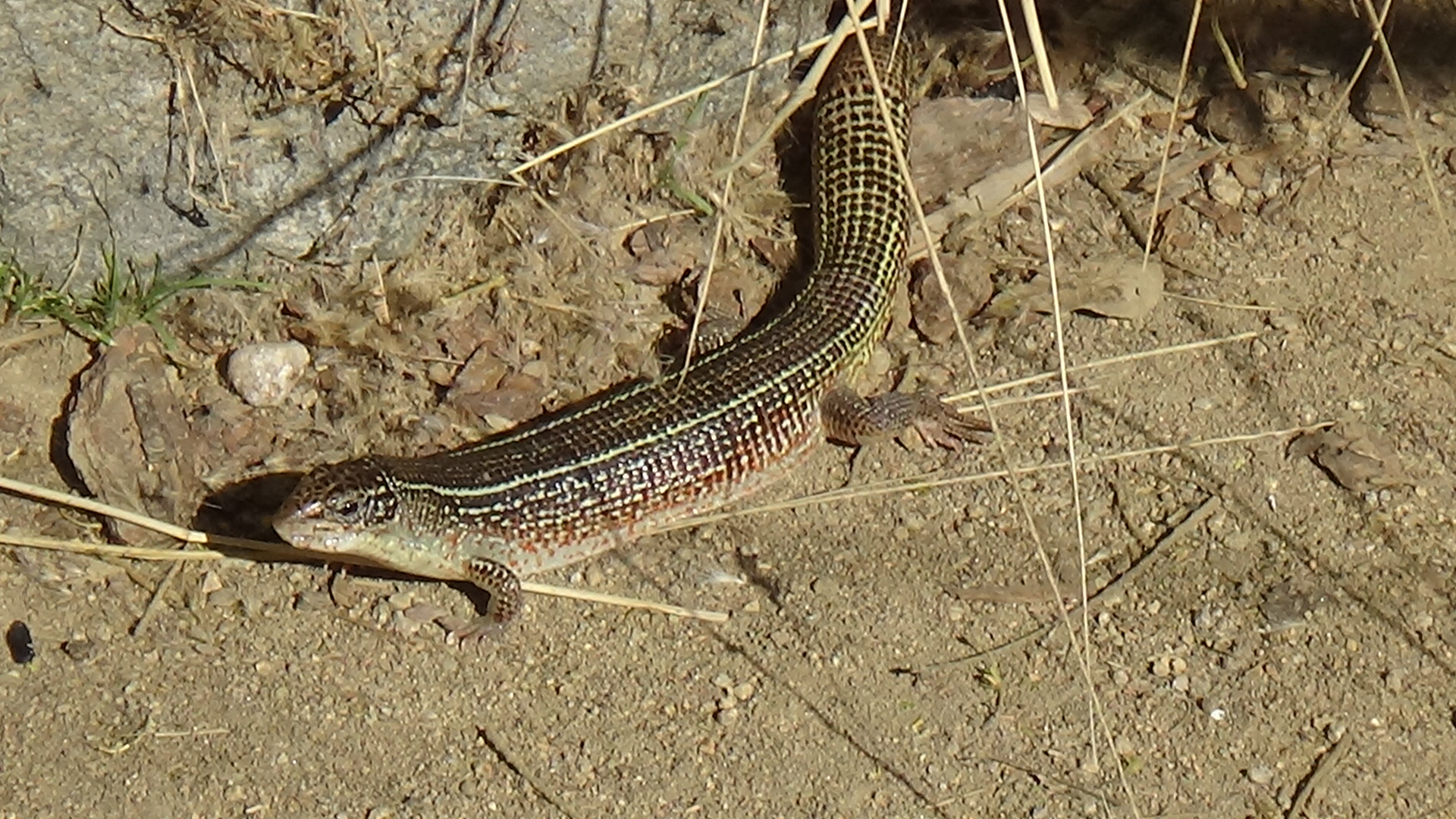 Yellow-throated plated lizard