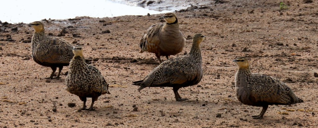 Yellow-throated Sandgrouse