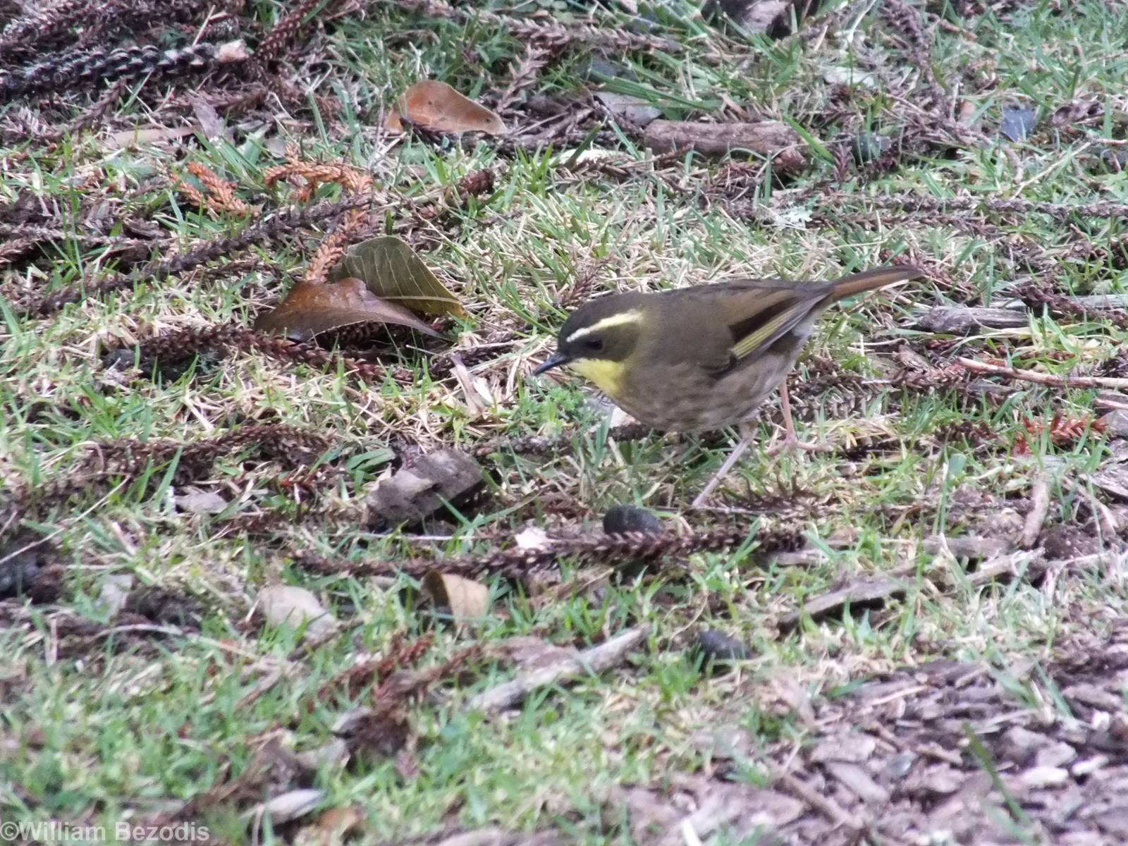 Yellow-throated Scrubwren - Lamington National Park