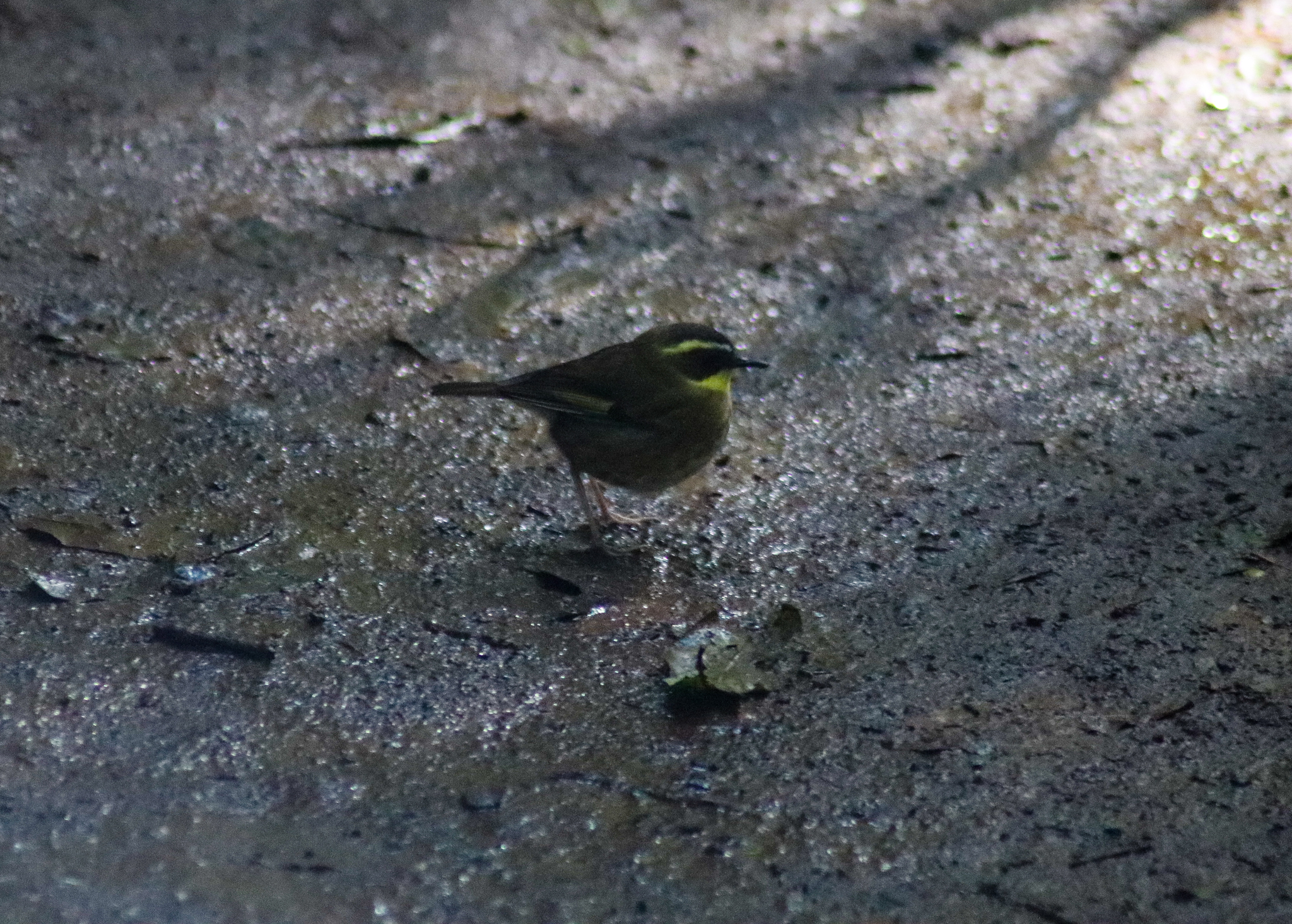 Yellow-throated Scrubwren (Sericornis citreogularis)