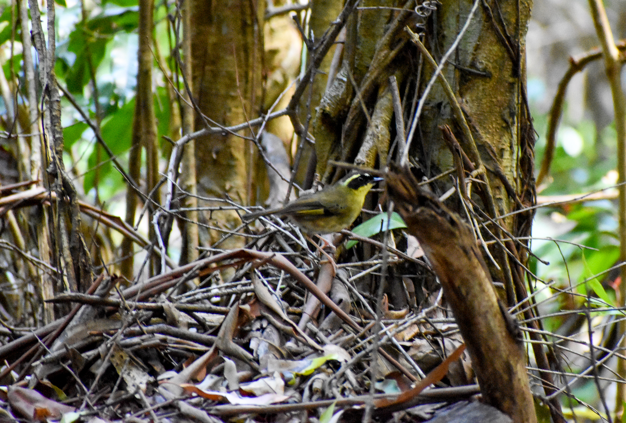 Yellow-throated Scrubwren (Sericornis citreogularis)