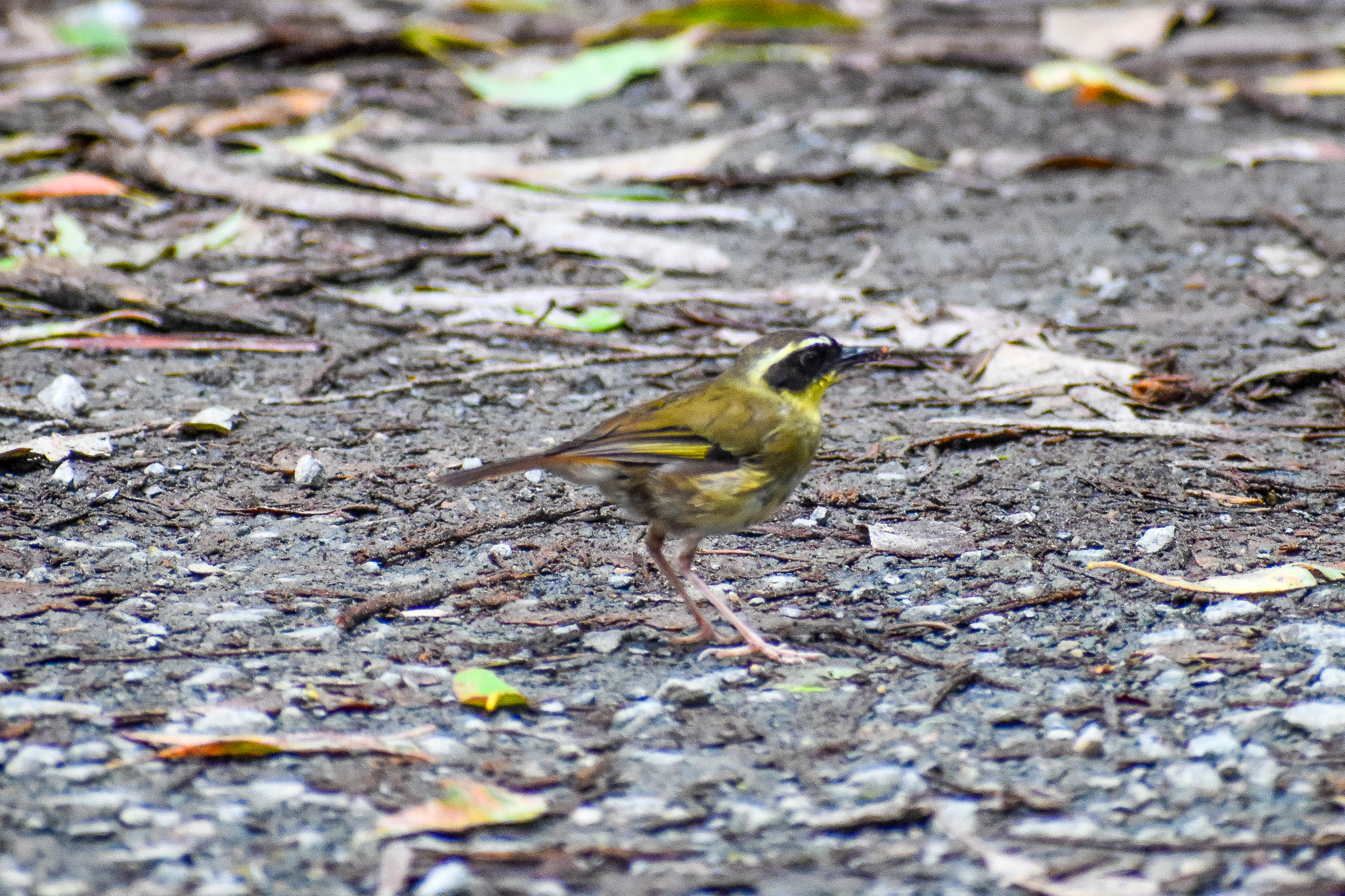 Yellow-throated Scrubwren