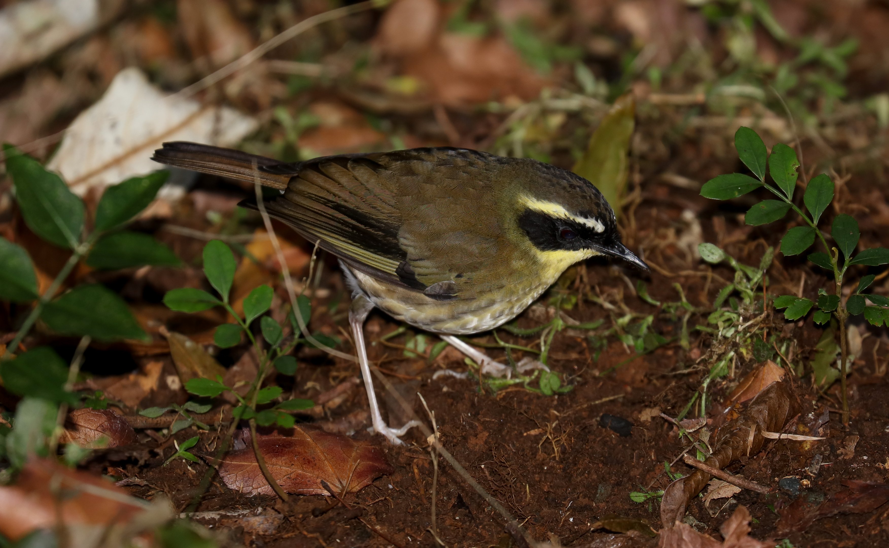 Yellow-throated Scrubwren