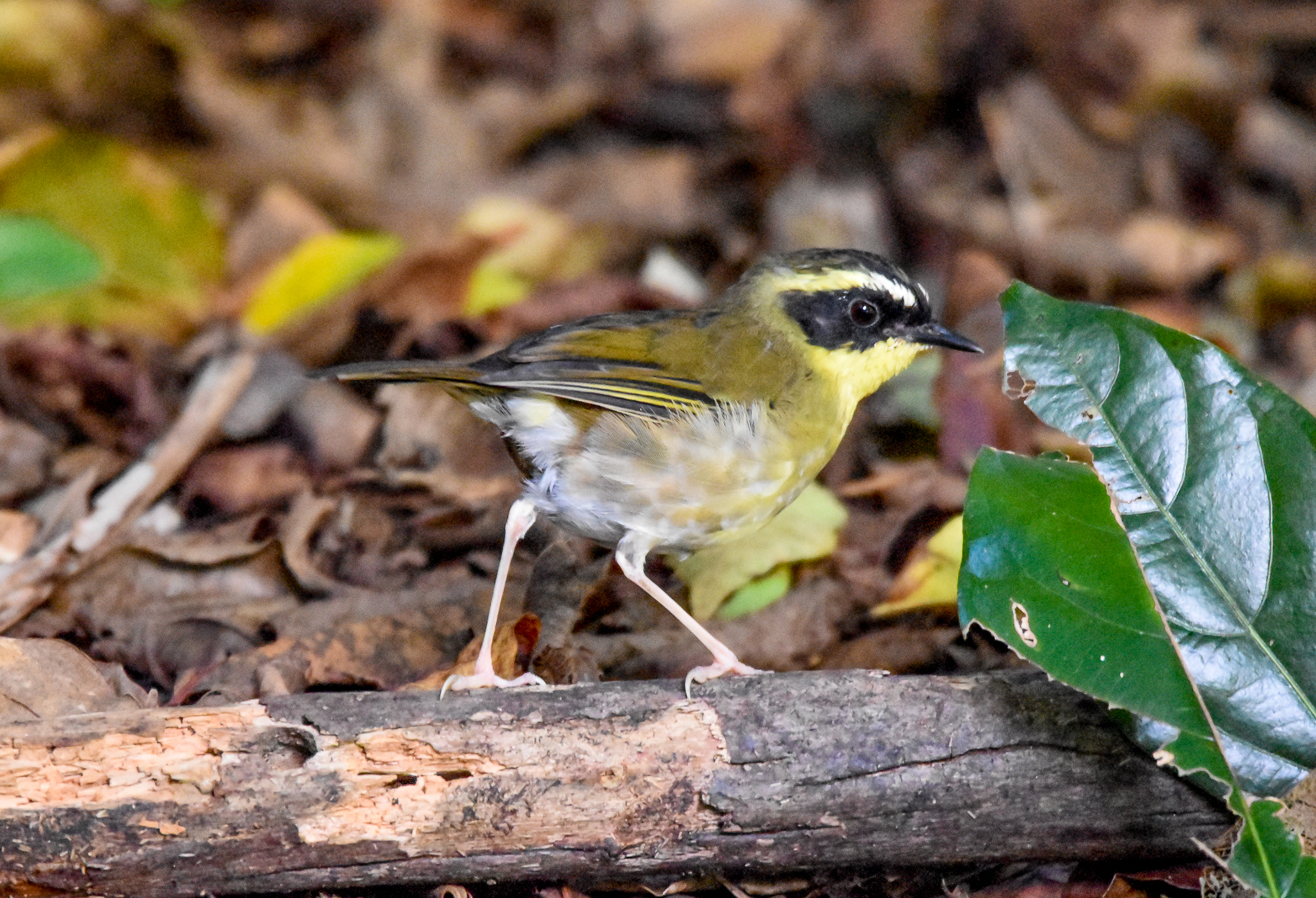Yellow-throated Scrubwren