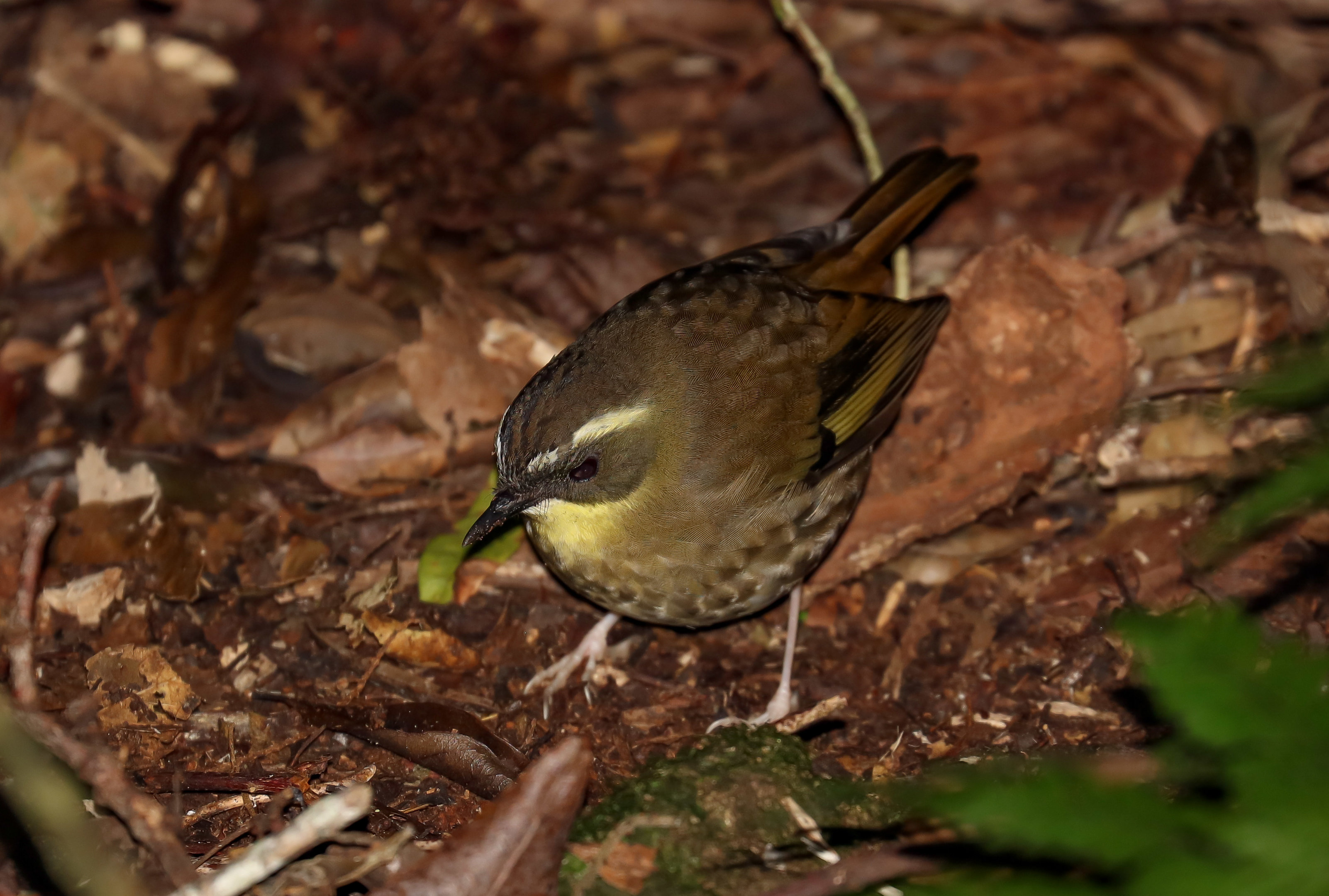 Yellow-throated Scrubwren