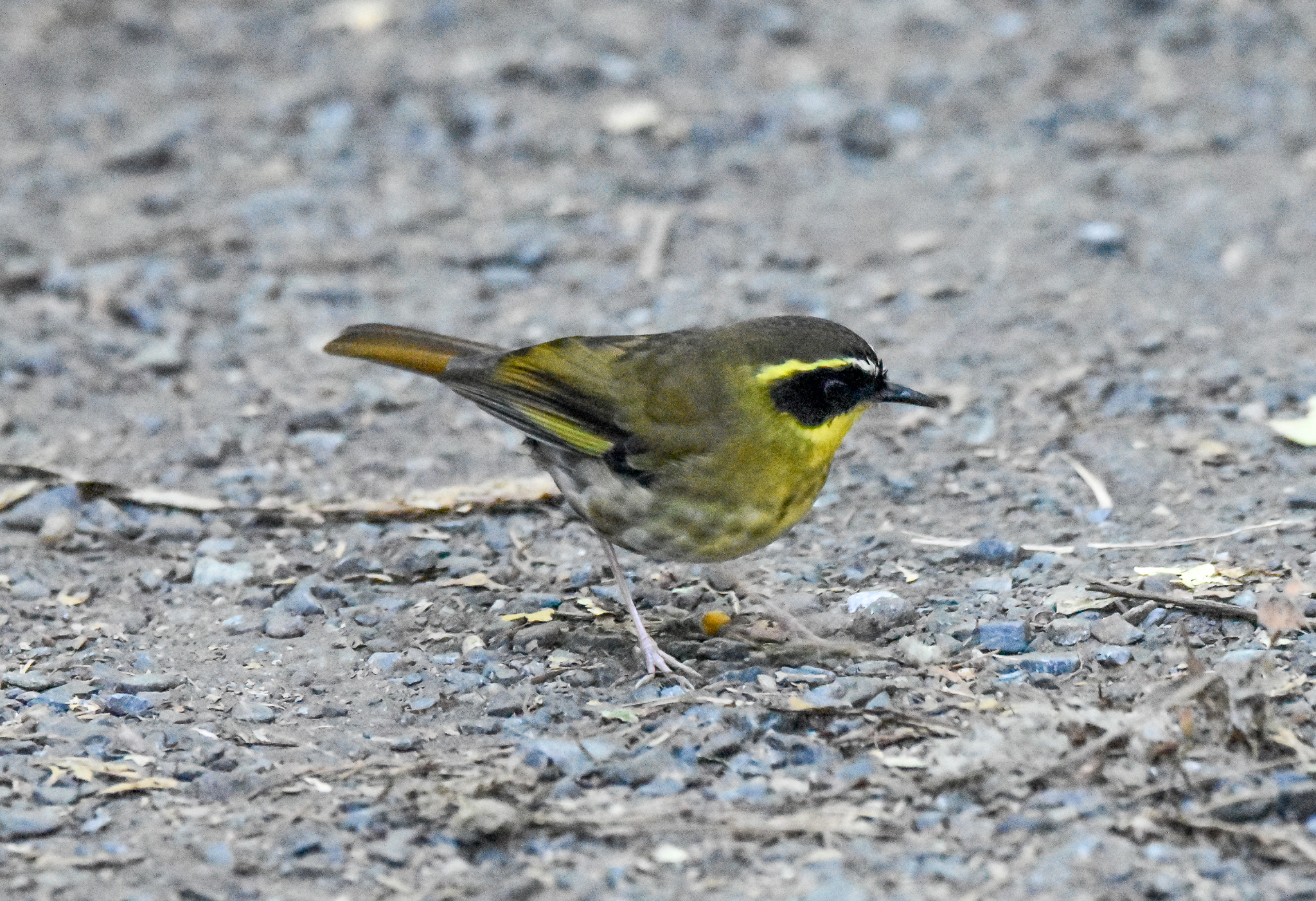 Yellow-throated Scrubwren