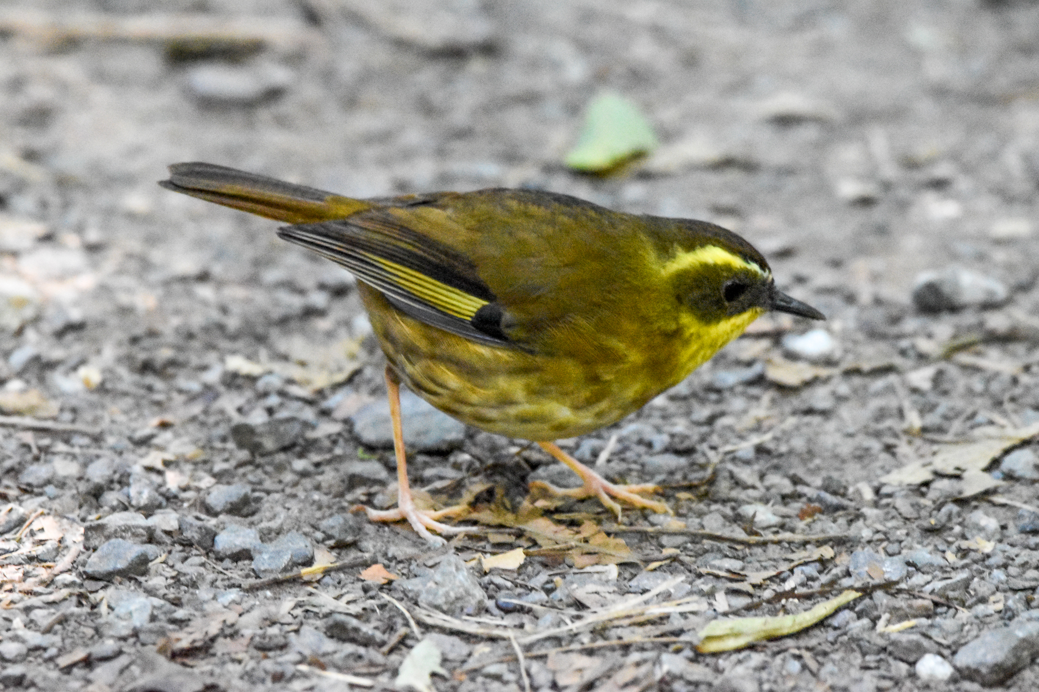 Yellow-throated Scrubwren