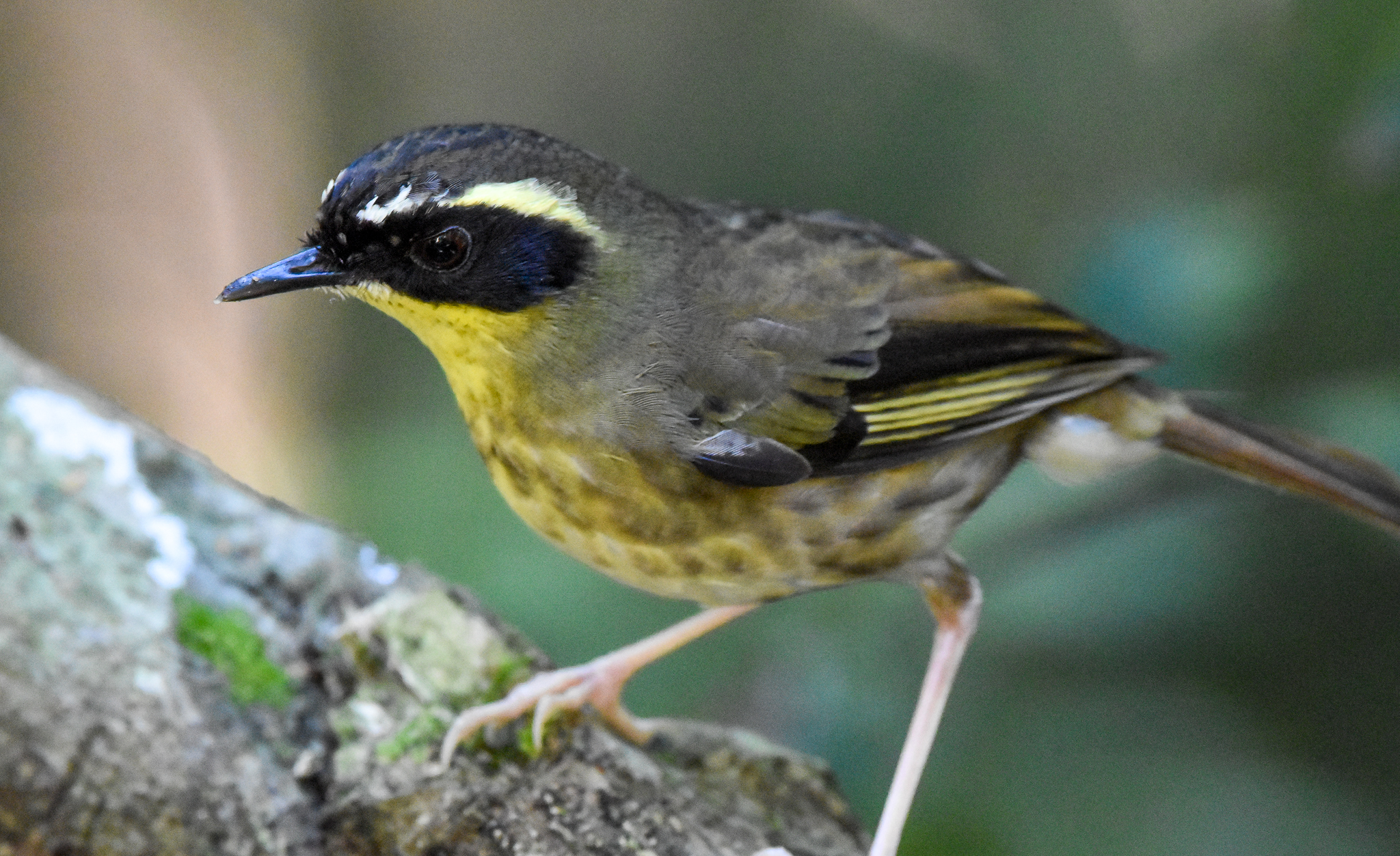 Yellow-throated Scrubwren